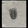 Prone Eldredgeops (Phacops) Trilobite - New York #54998-1